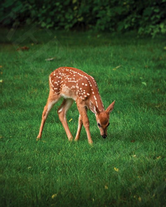 White-Tailed and Hungry